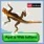 Agama Web Buttons Icon