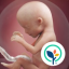 Baby Center: My Pregnancy Today Icon