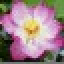 Sacred Lotus Screensaver Icon
