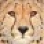 CheetaChat Icon